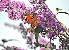  Animaux jardin du printemps