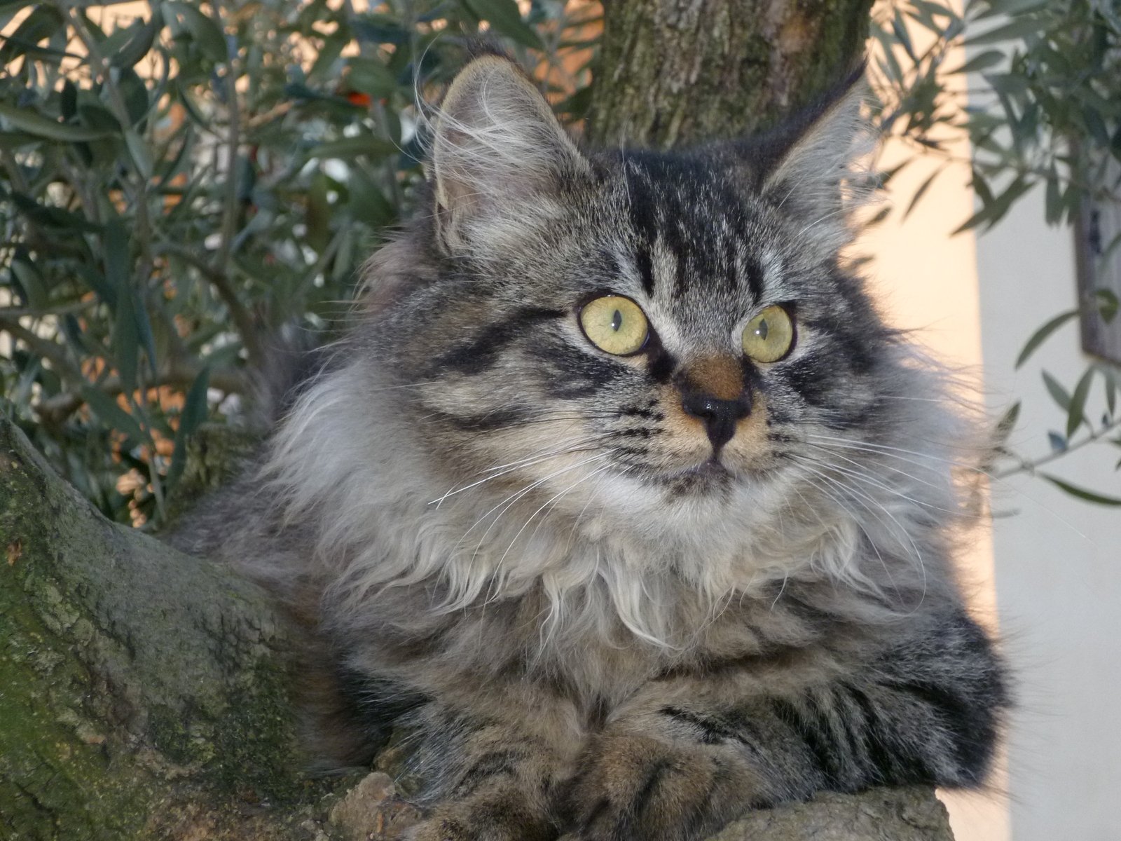 Fonds d'cran Animaux Chats - Chatons C'est mon Tigrou !