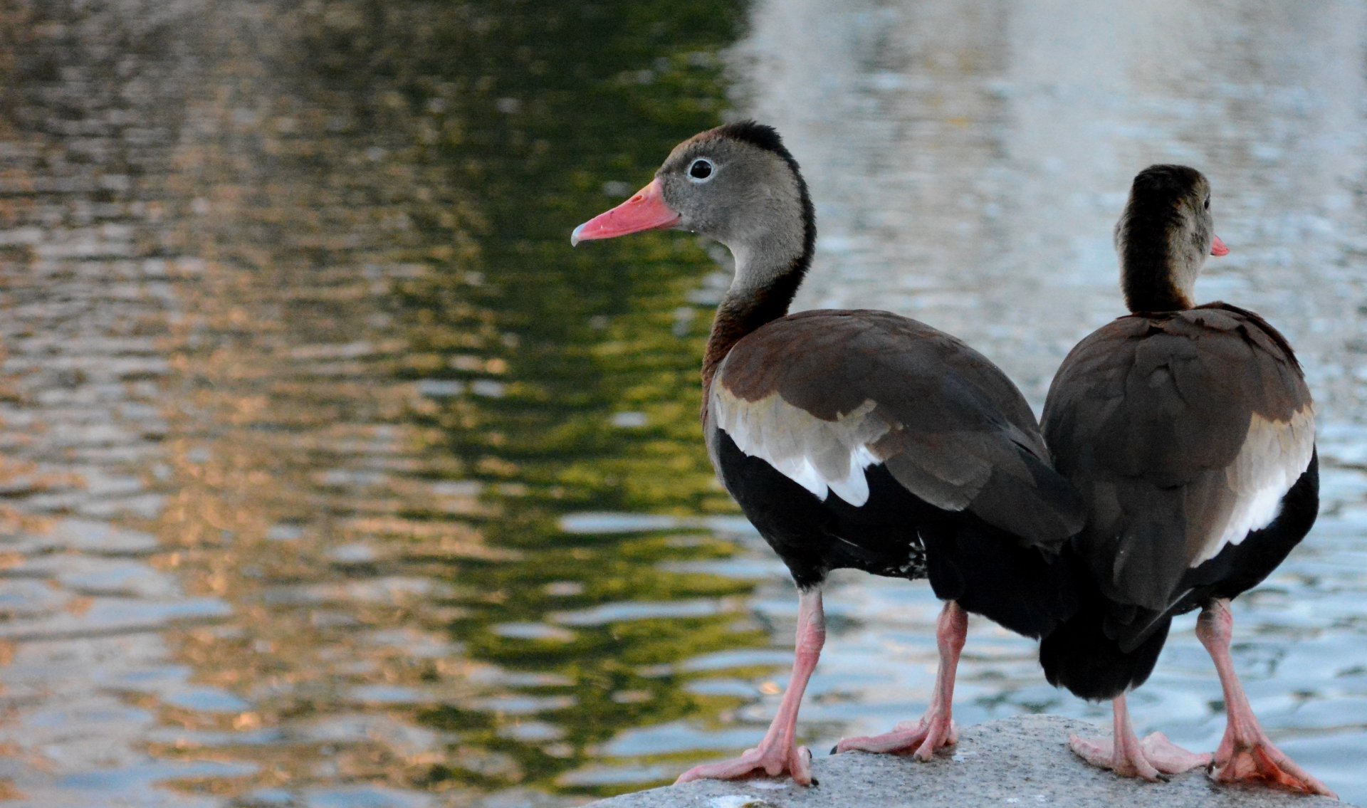 Fonds d'cran Animaux Oiseaux - Canards 