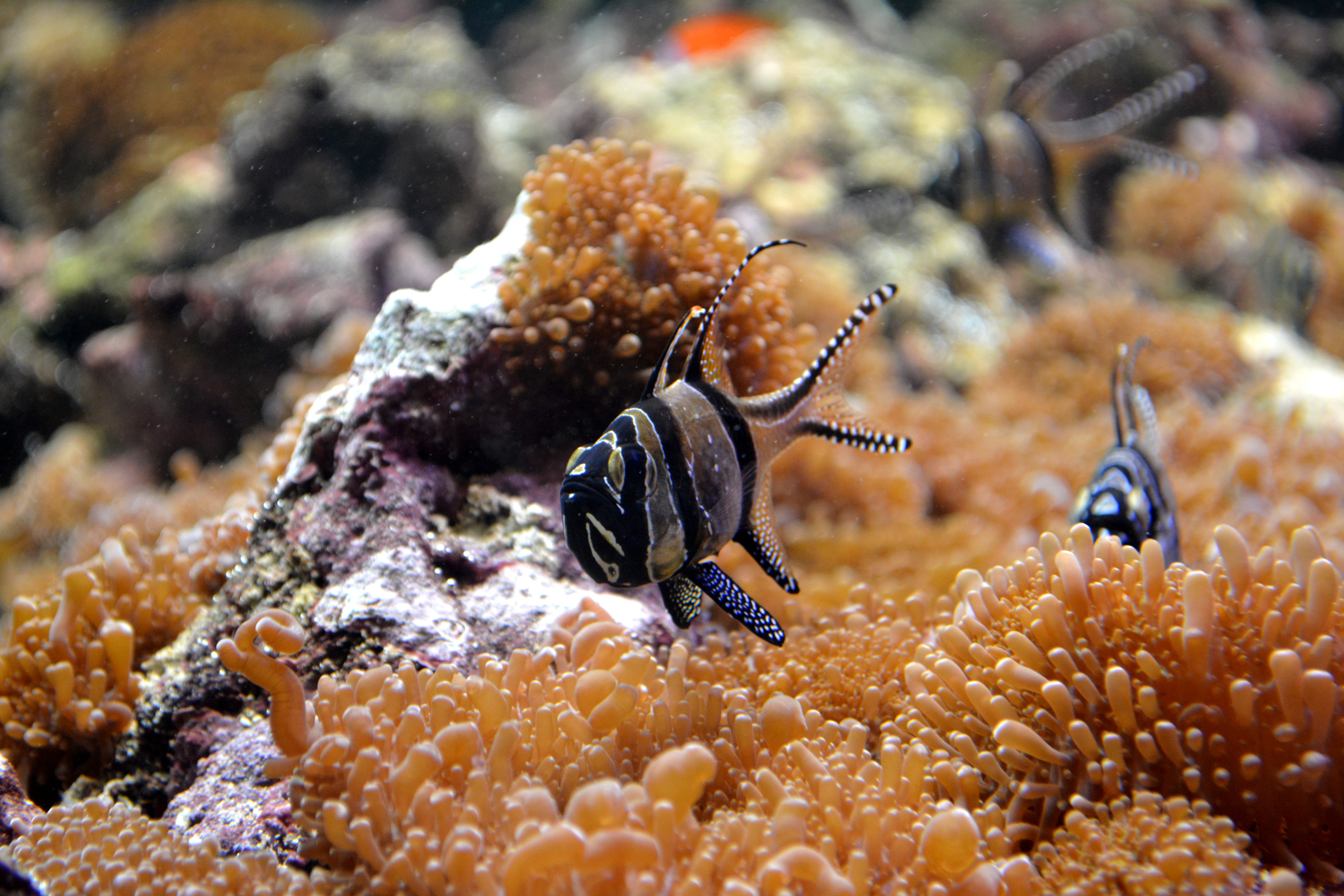 Fonds d'cran Animaux Vie marine - Poissons 