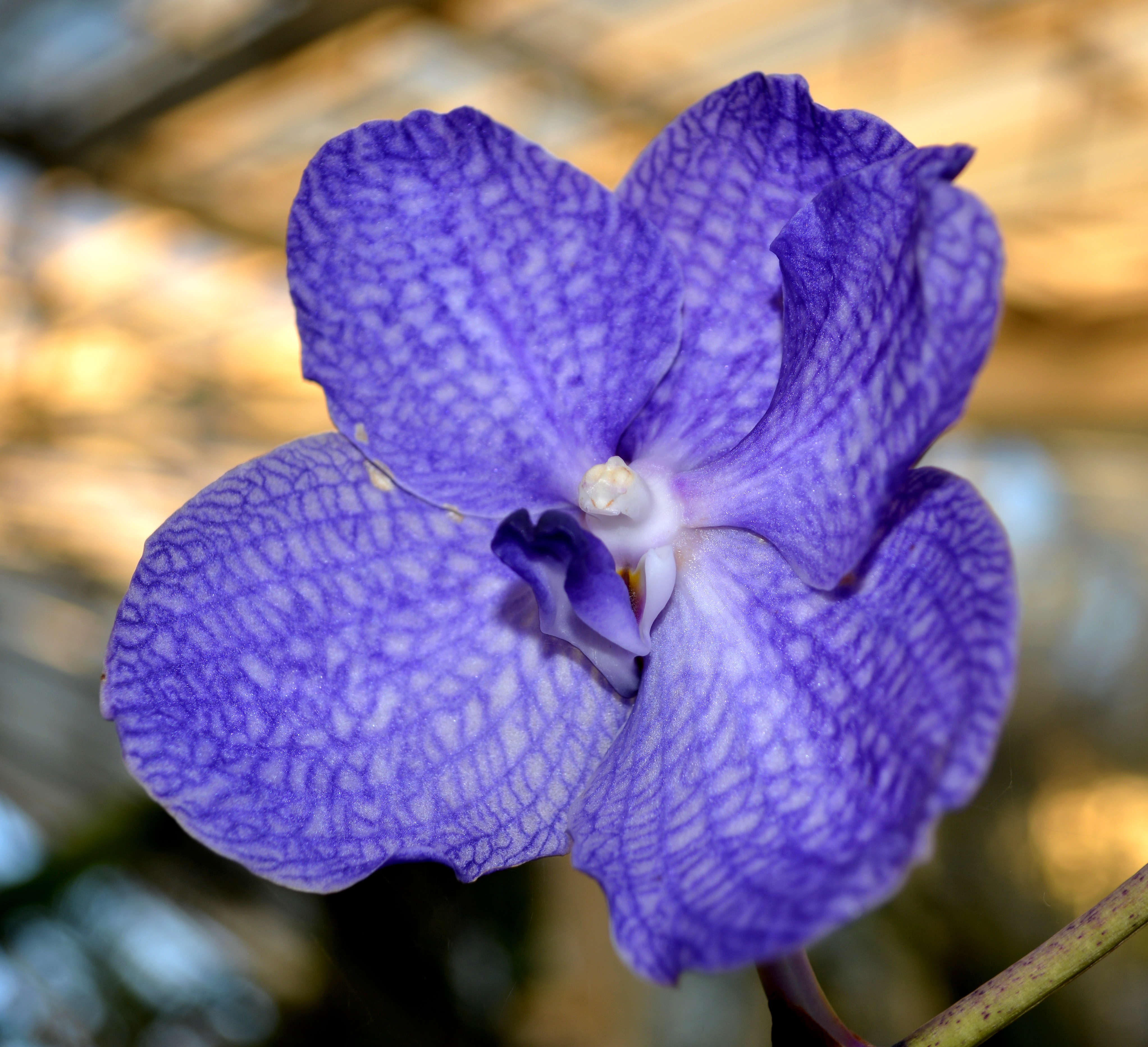 Fonds d'cran Nature Fleurs 