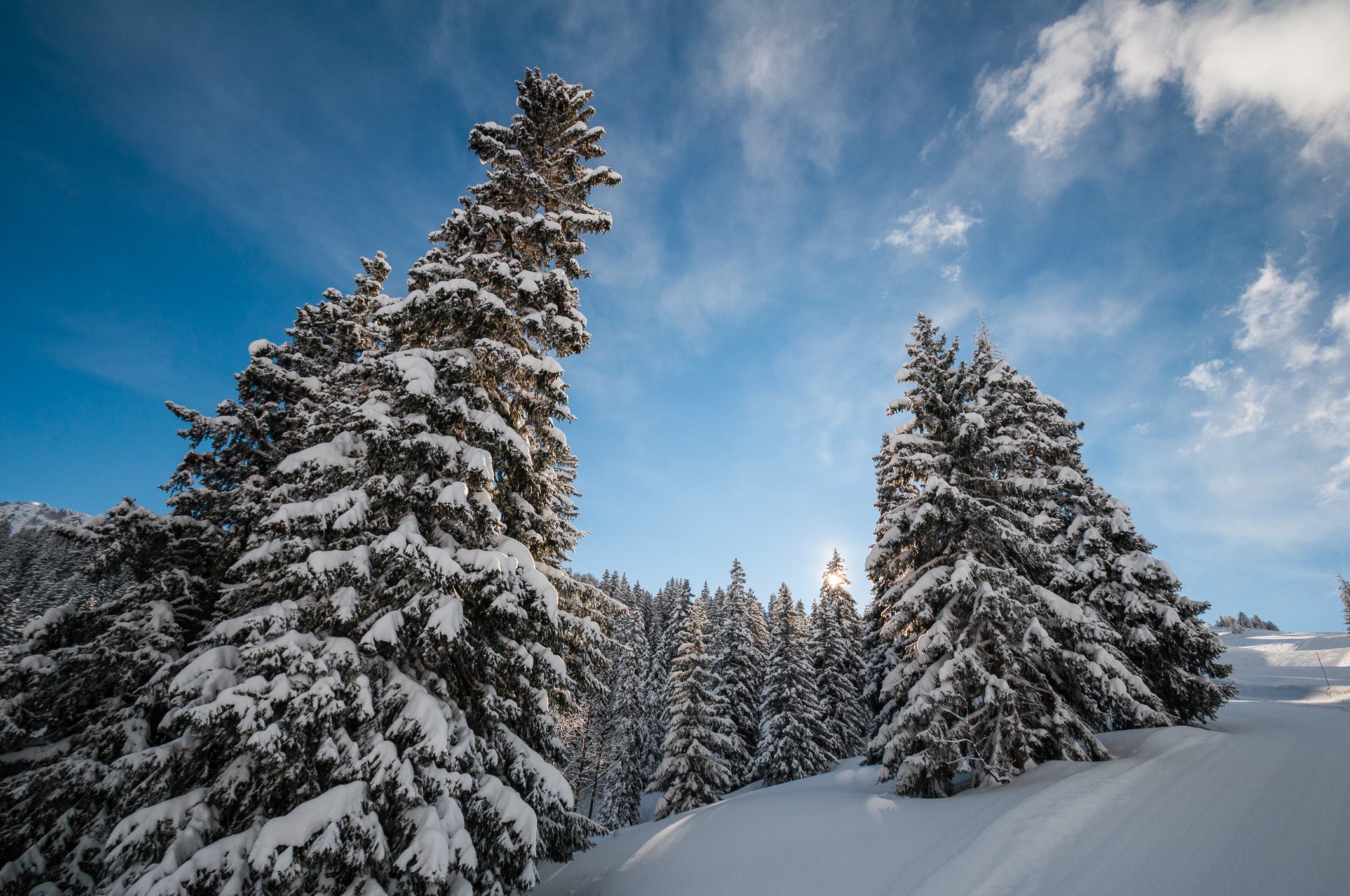 Wallpapers Nature Trees - Forests 