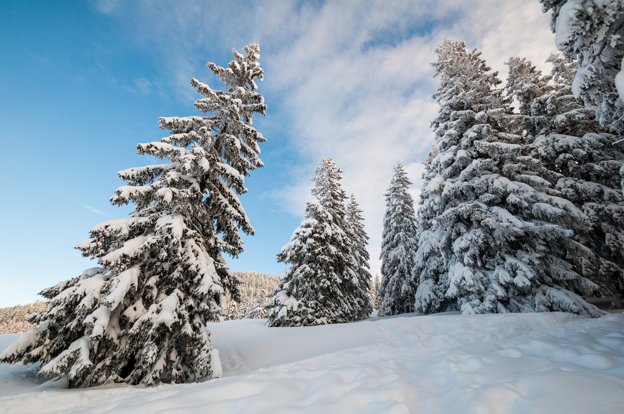 Fonds d'cran Nature Arbres - Forts 