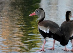  Animaux Image sans titre N329020