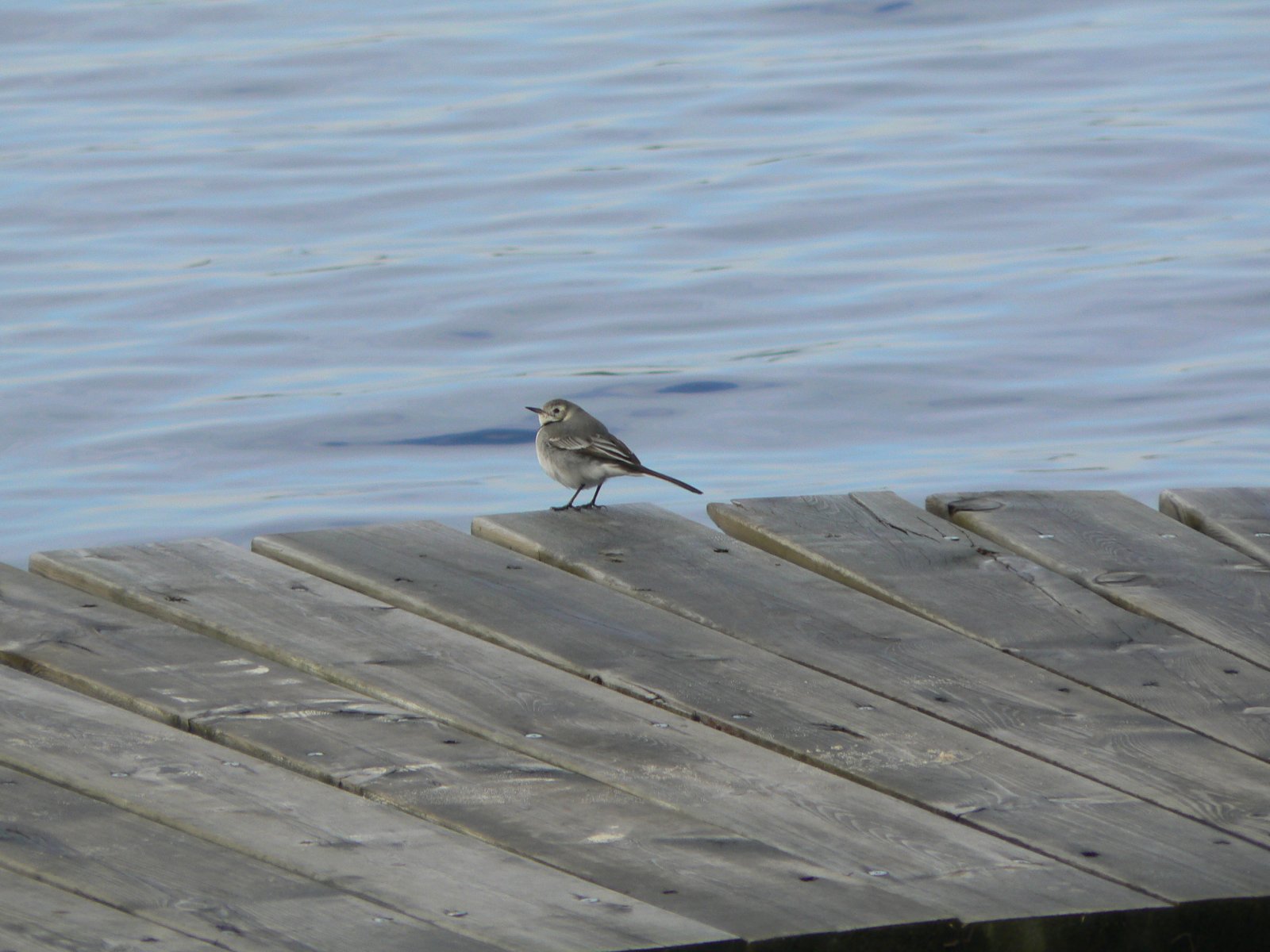 Wallpapers Animals Birds - Misc Petit oiseau sur le ponton