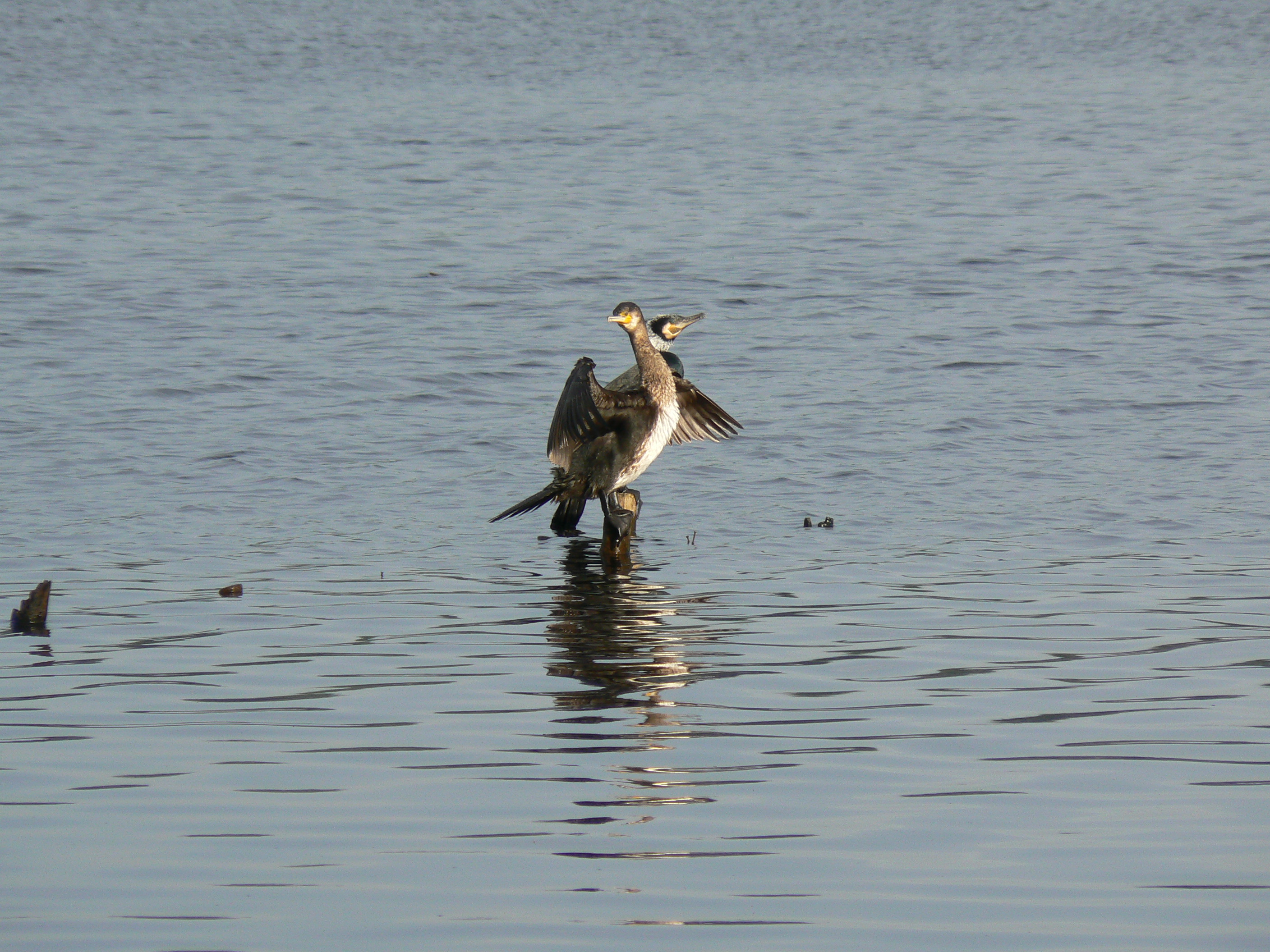 Fonds d'cran Animaux Oiseaux - Divers Au parc ornithologique