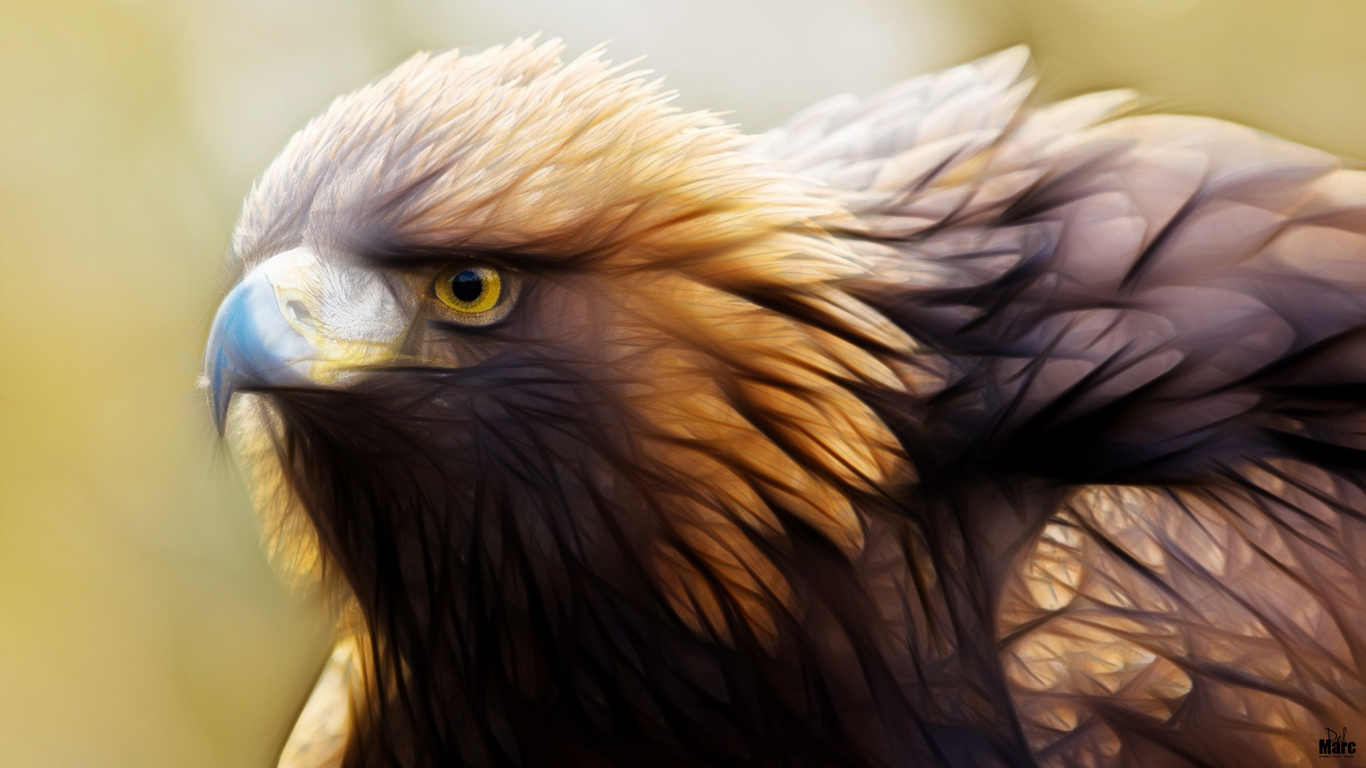 Wallpapers Animals Birds - Eagles Roi du Ciel