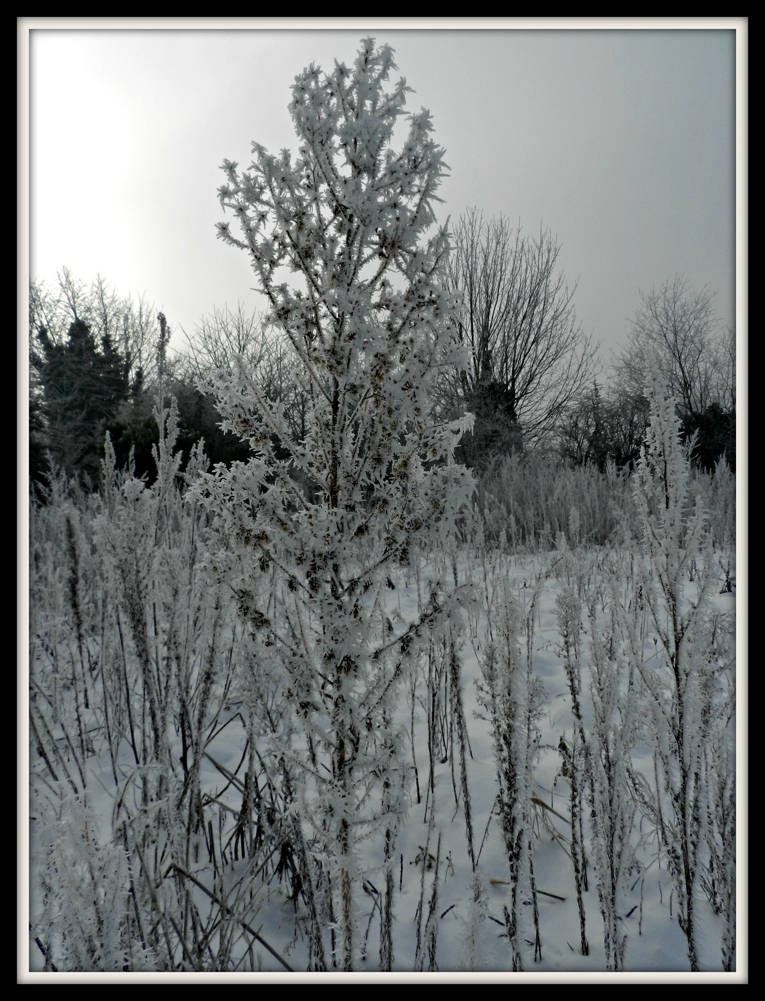 Fonds d'cran Nature Saisons - Hiver L'hiver...