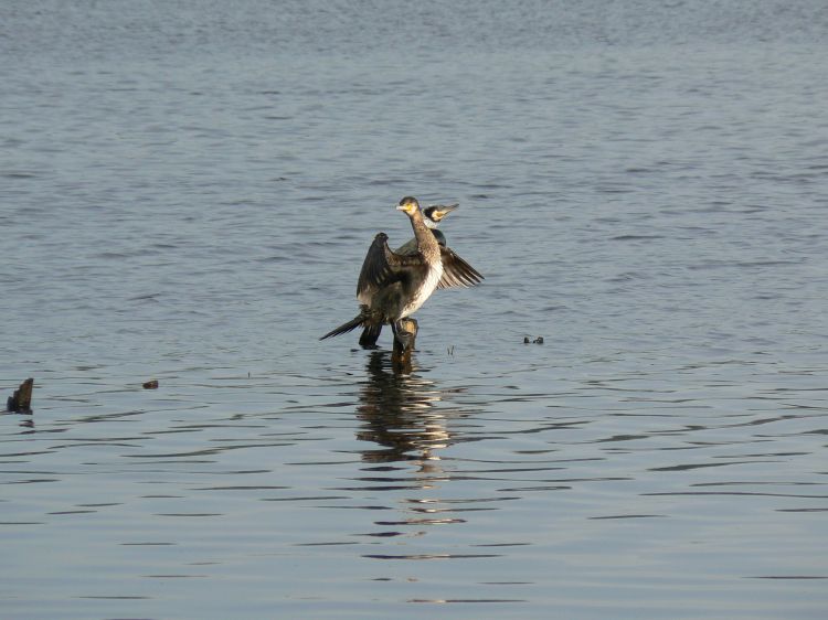 Fonds d'cran Animaux Oiseaux - Divers Au parc ornithologique