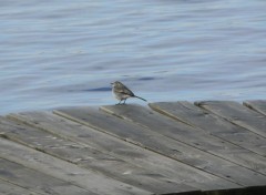  Animaux Petit oiseau sur le ponton