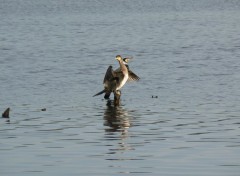  Animaux Au parc ornithologique