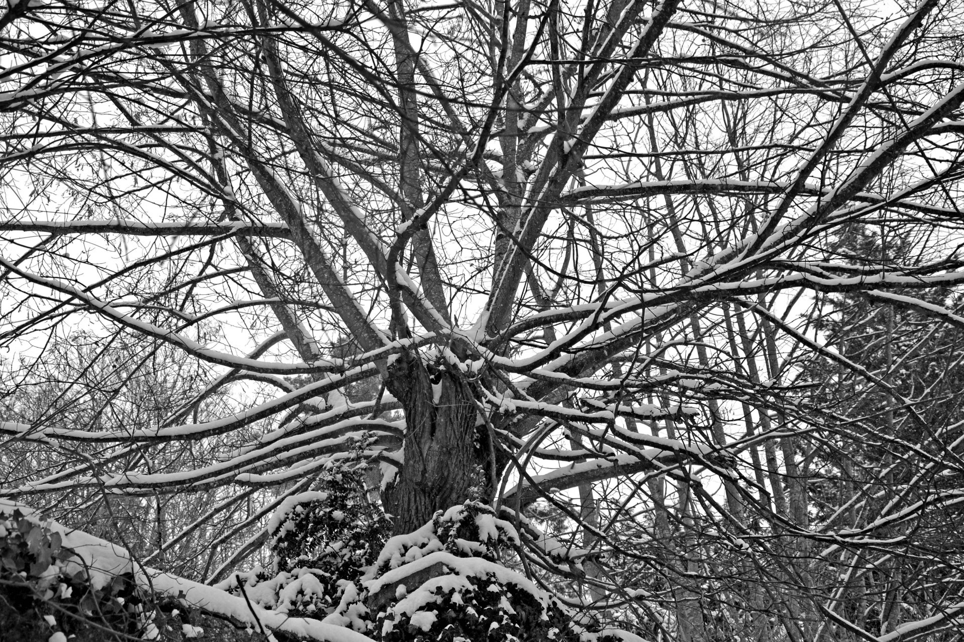 Fonds d'cran Nature Arbres - Forts 