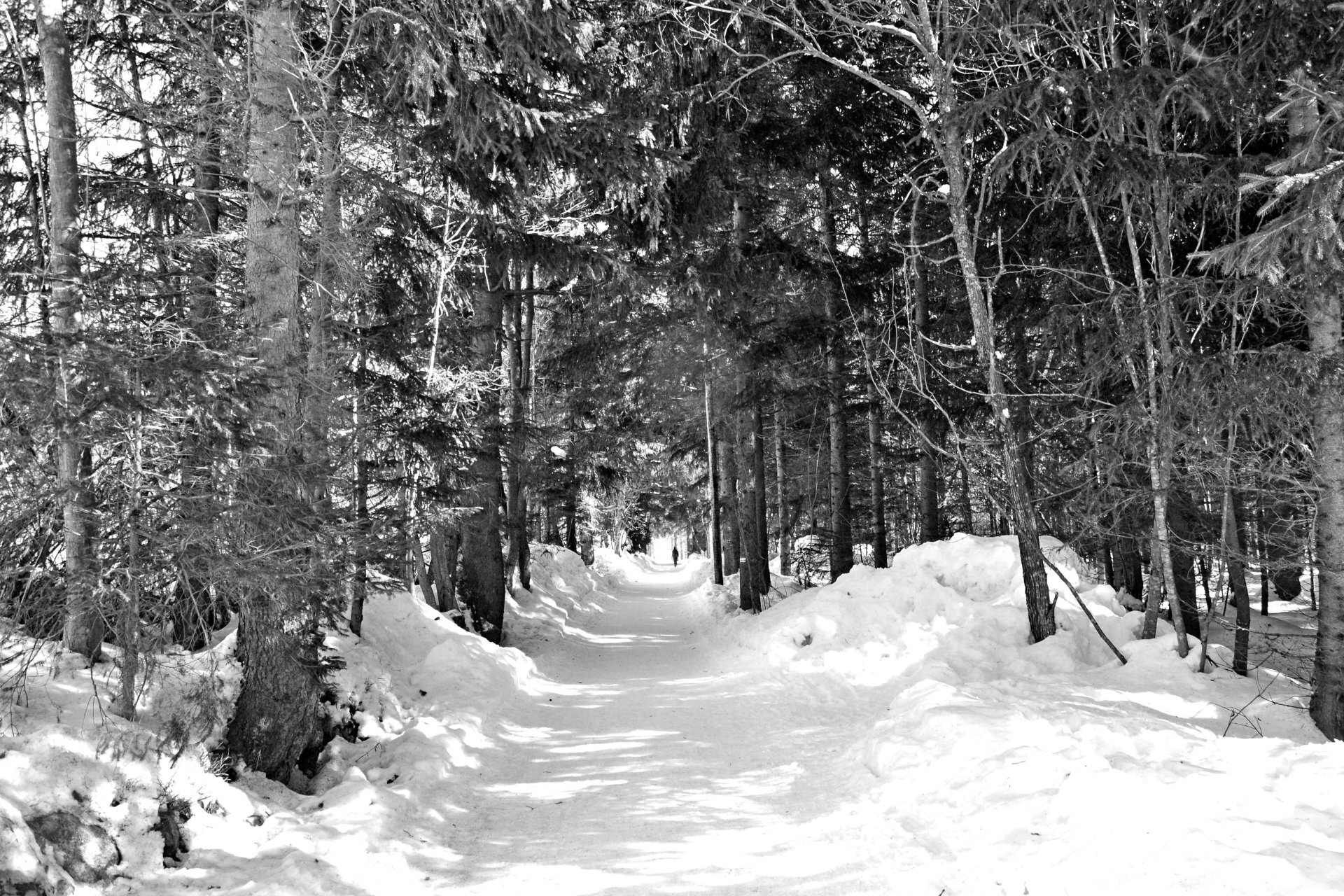 Fonds d'cran Nature Arbres - Forts 