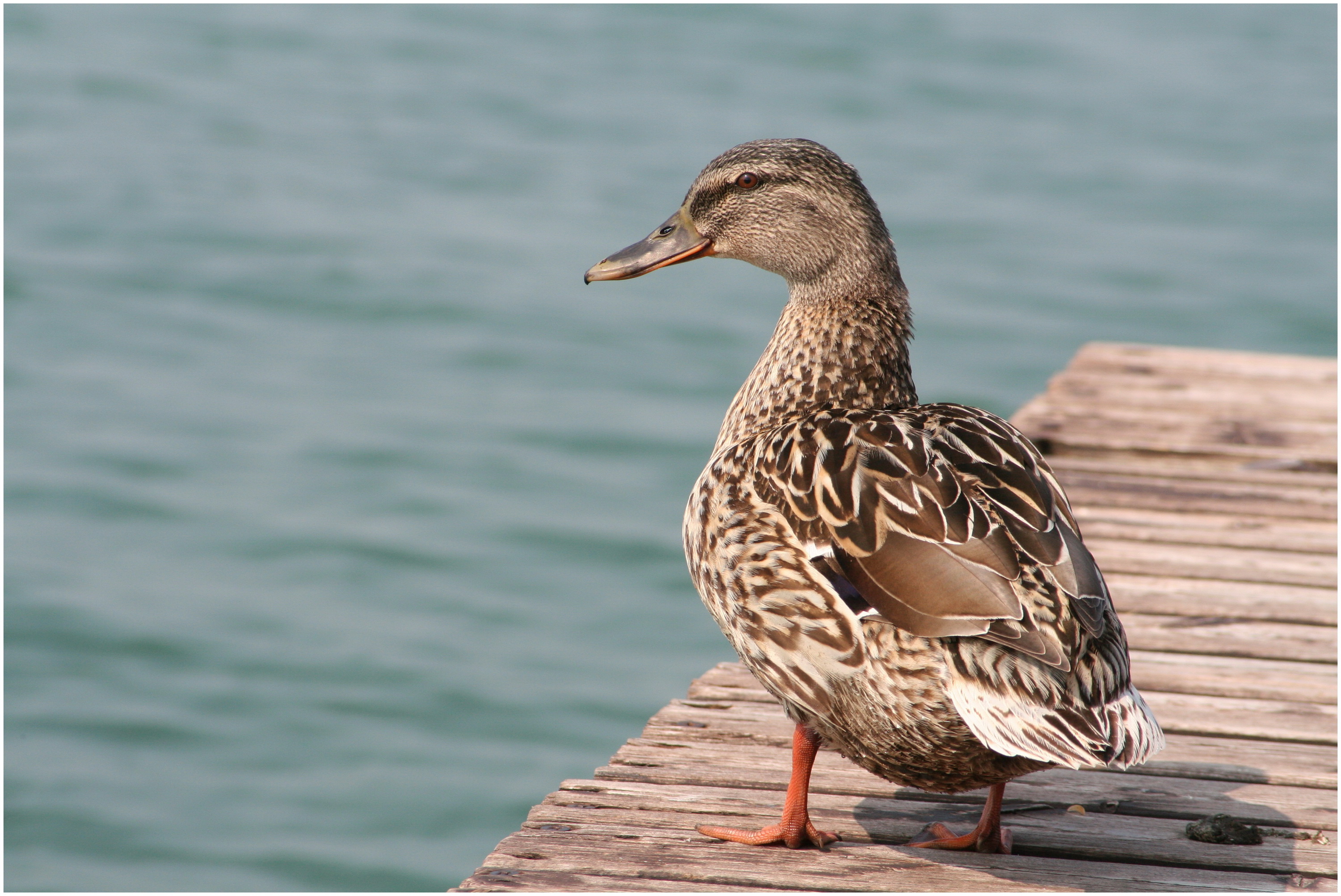 Fonds d'cran Animaux Oiseaux - Canards 