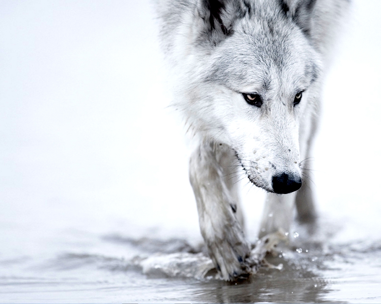 Wallpapers Animals Wolves 