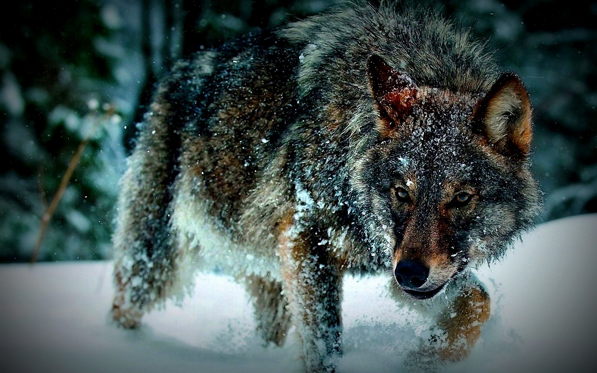 Wallpapers Animals Wolves 