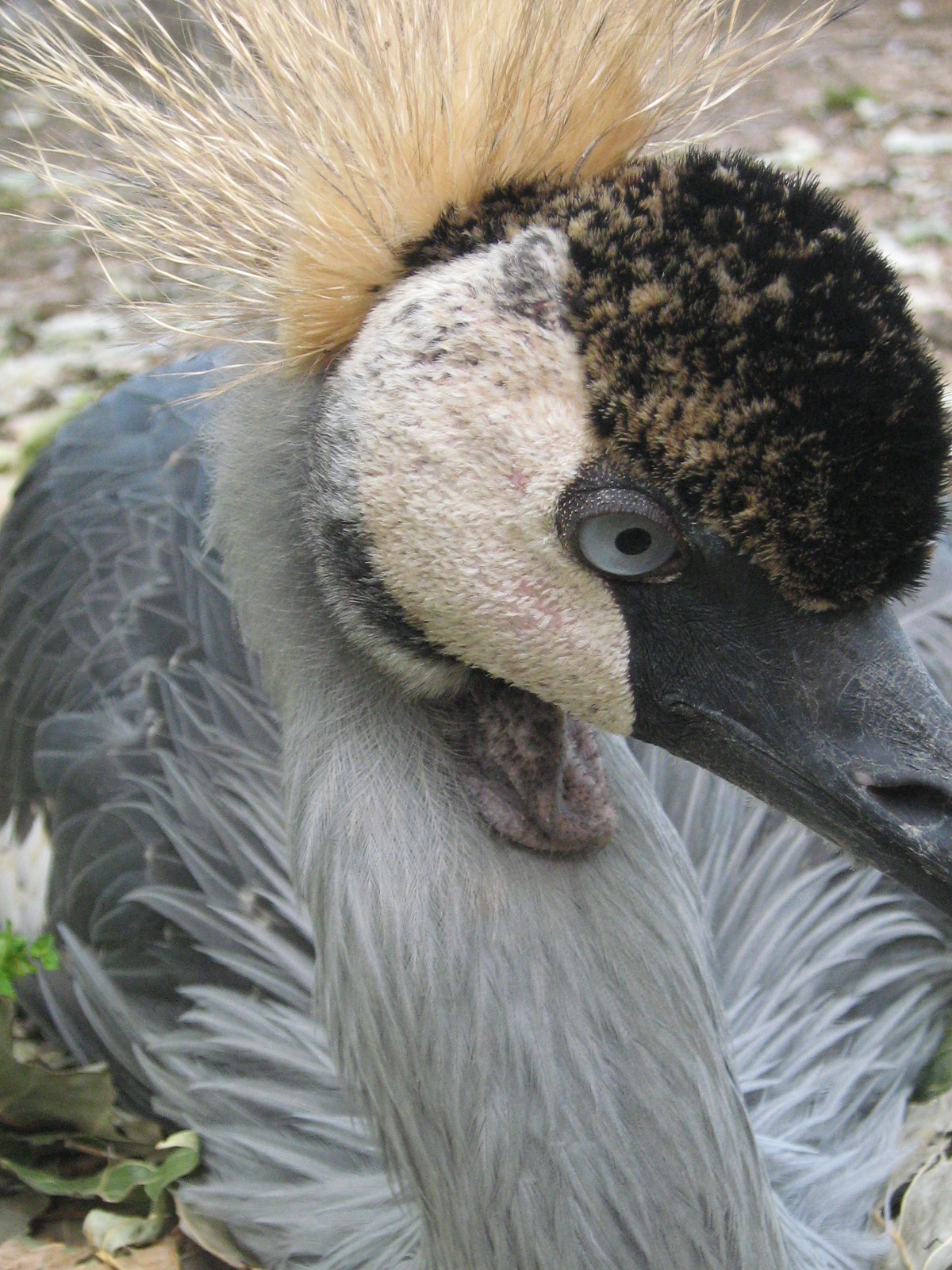 Fonds d'cran Animaux Oiseaux - Grues 