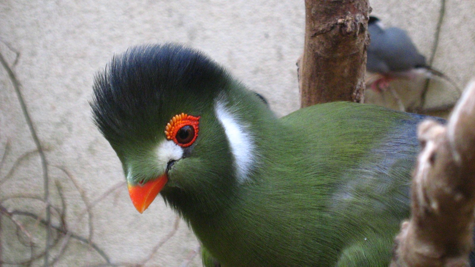 Fonds d'cran Animaux Oiseaux - Divers 