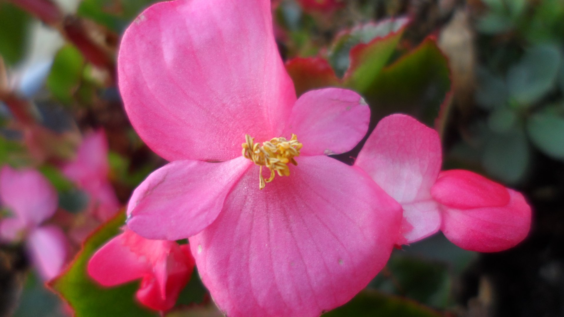 Fonds d'cran Nature Fleurs 