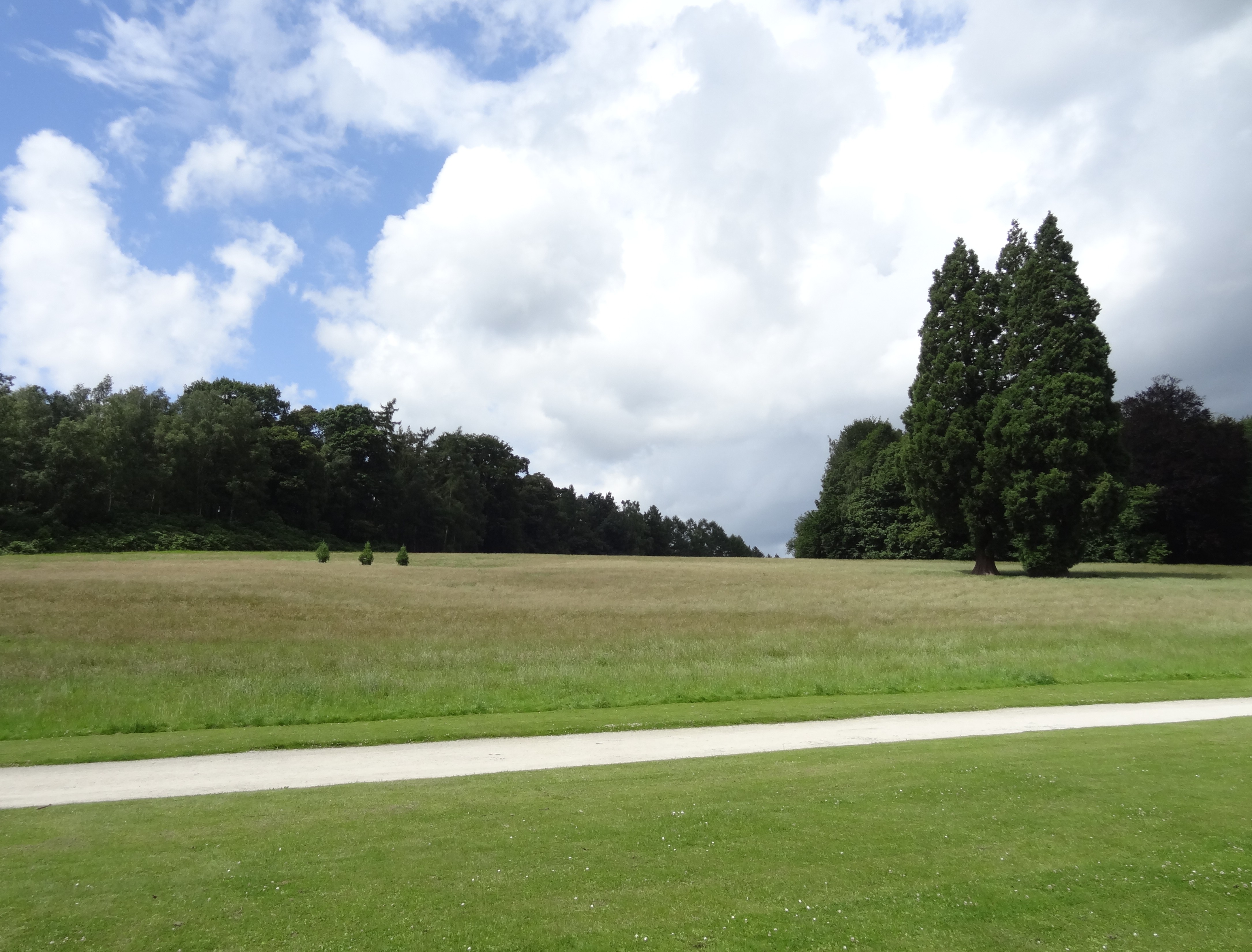 Fonds d'cran Nature Arbres - Forts 