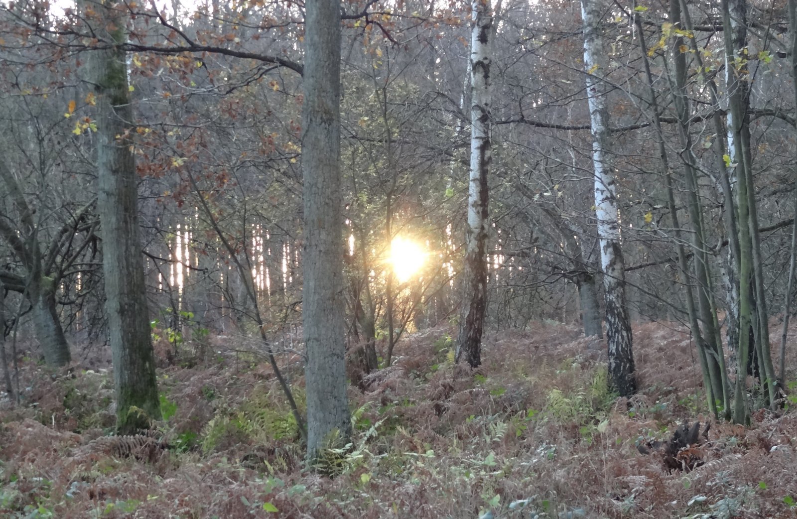 Fonds d'cran Nature Arbres - Forts 