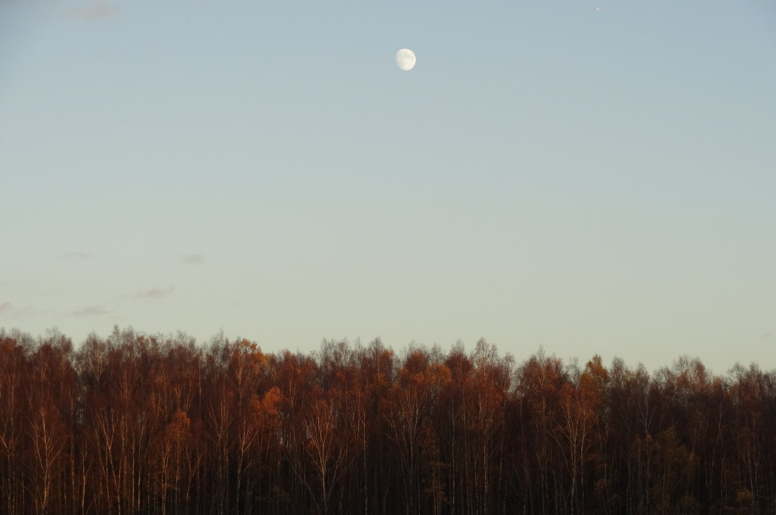 Fonds d'cran Nature Arbres - Forts 