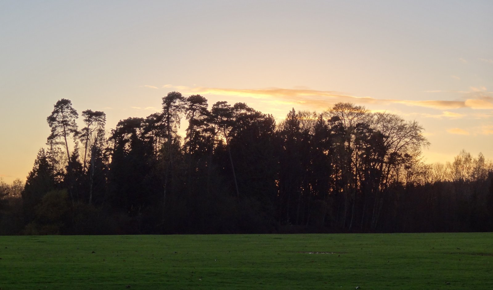 Fonds d'cran Nature Arbres - Forts 