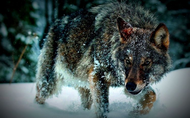 Fonds d'cran Animaux Loups Wallpaper N329137