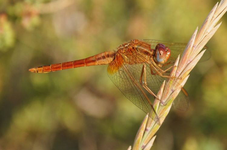 Wallpapers Animals Insects - Dragonflies Belle...