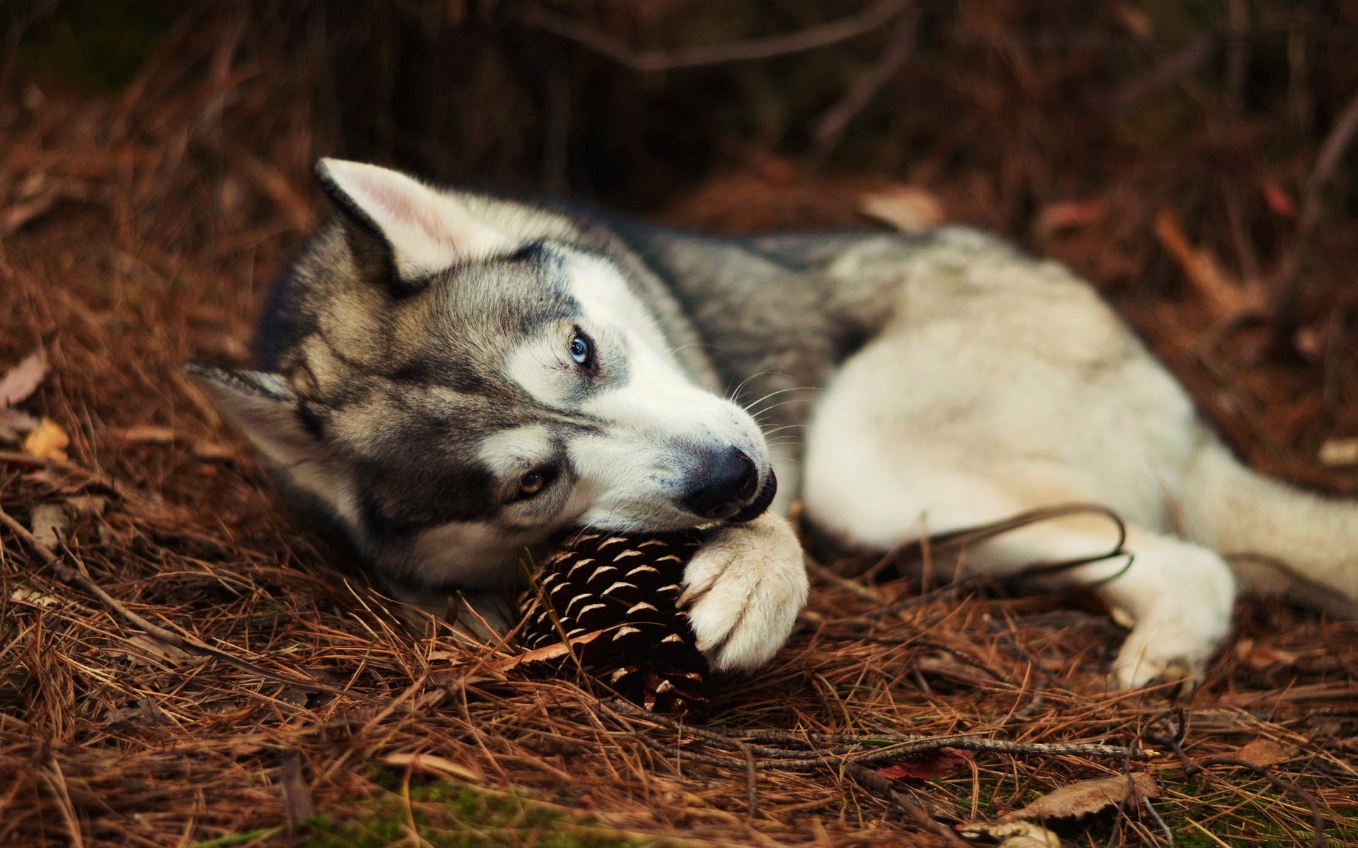 Fonds d'cran Animaux Loups 