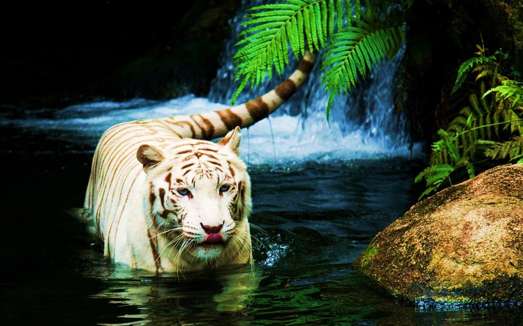 Wallpapers Animals Felines - Tigers Tigre blanc