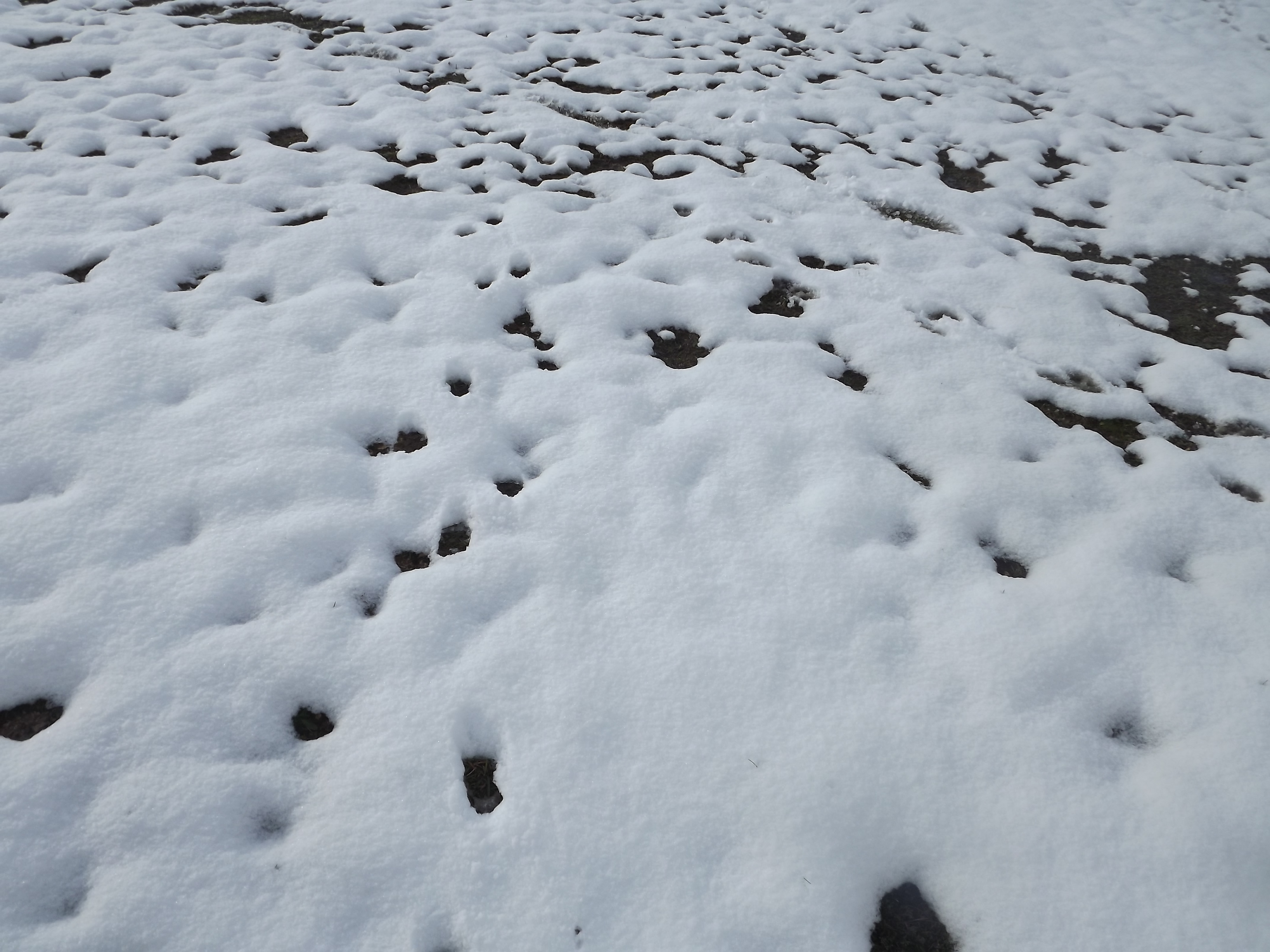 Fonds d'cran Nature Saisons - Hiver en hiver...