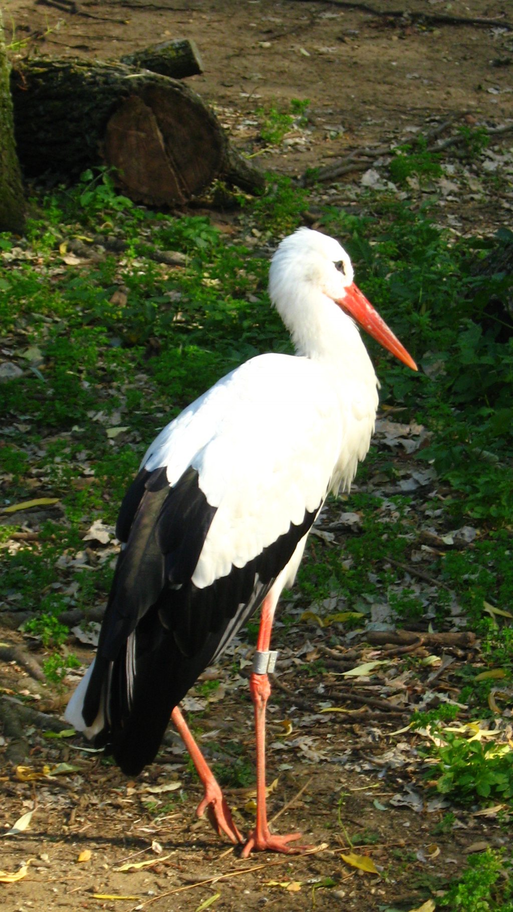 Wallpapers Animals Birds - Storks 