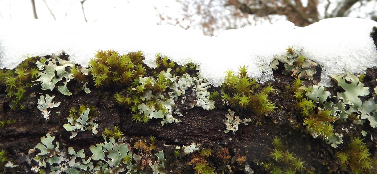 Fonds d'cran Nature Saisons - Hiver en hiver...