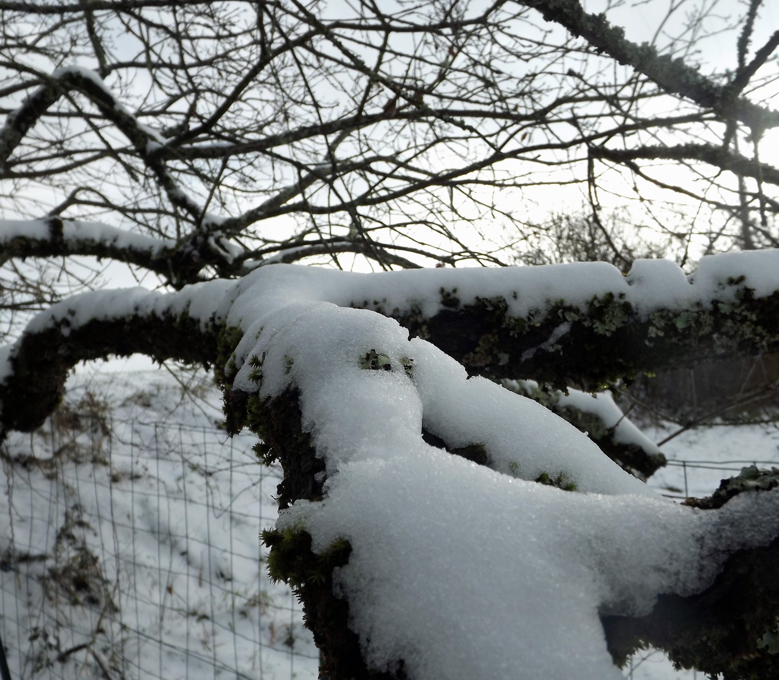 Fonds d'cran Nature Saisons - Hiver en hiver...