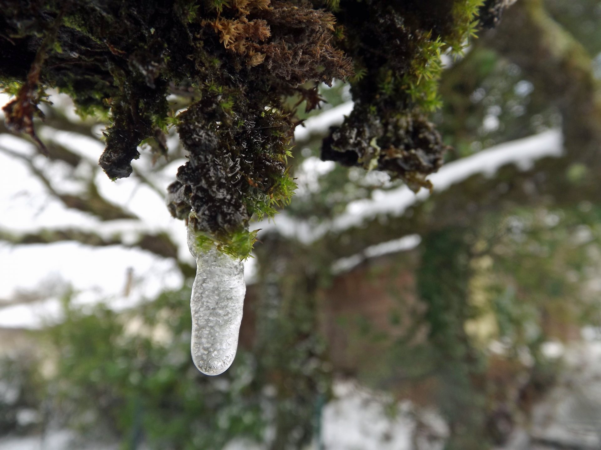 Fonds d'cran Nature Saisons - Hiver en hiver...