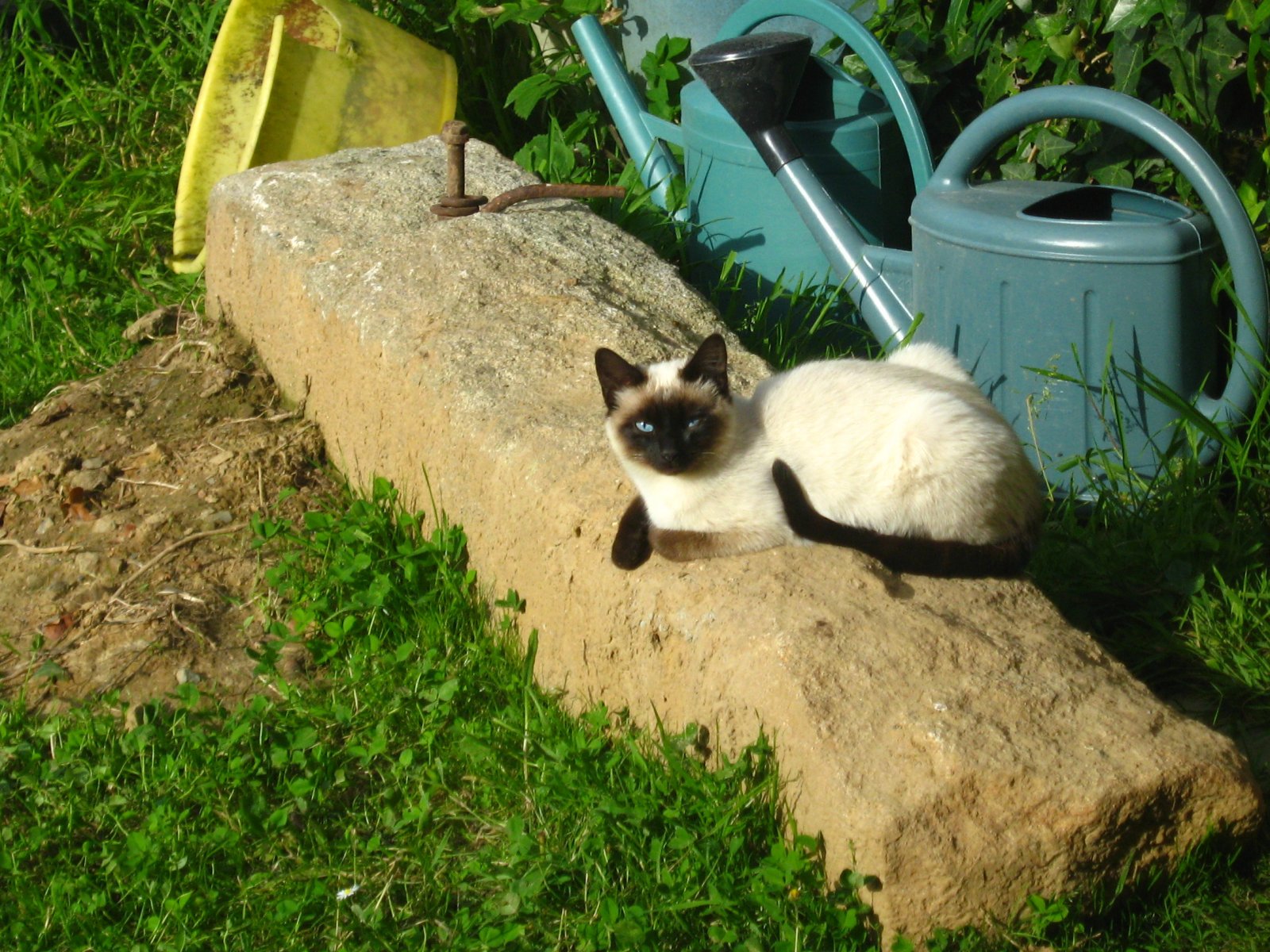 Fonds d'cran Animaux Chats - Chatons 