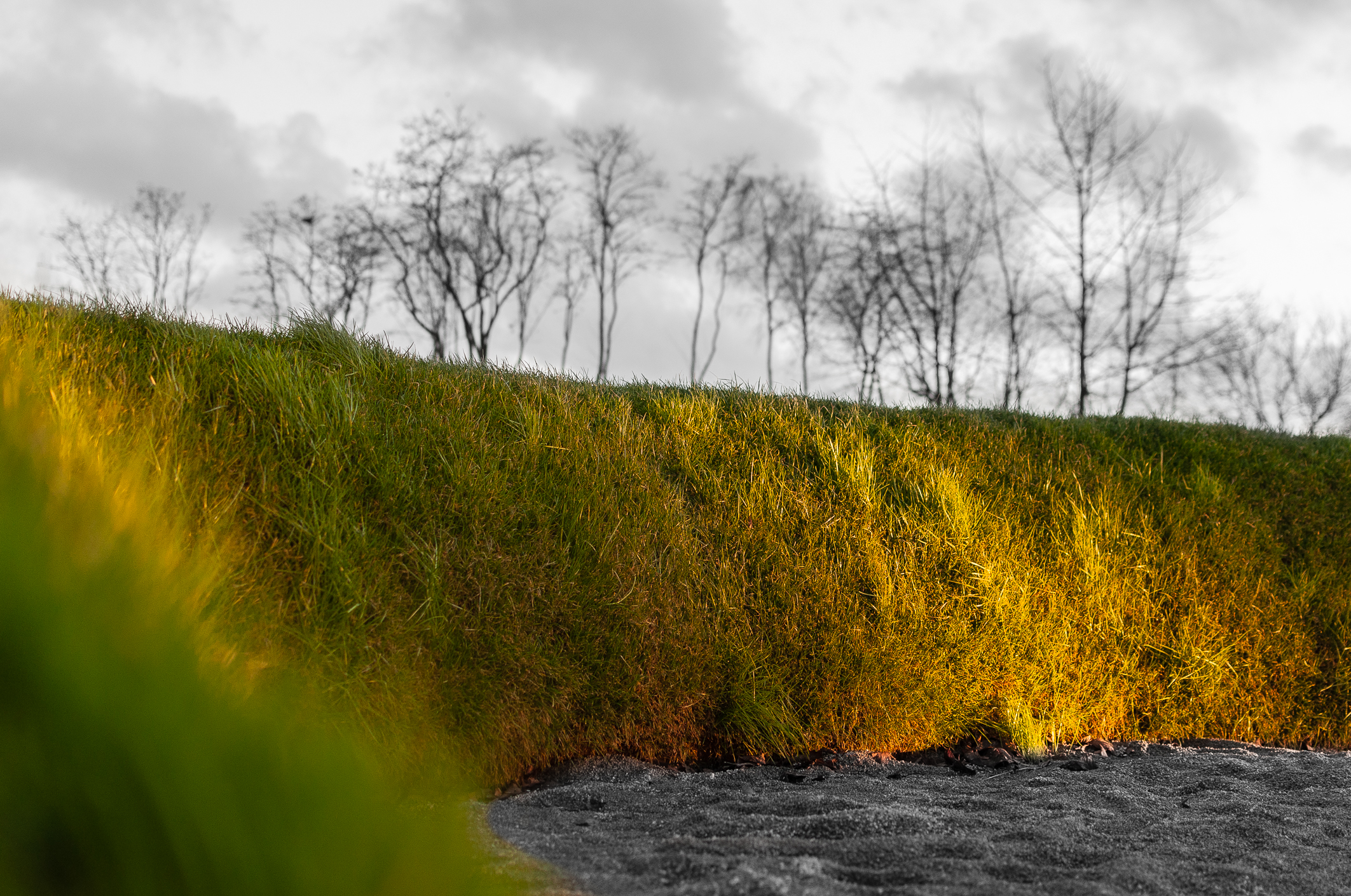 Fonds d'cran Nature Herbes 