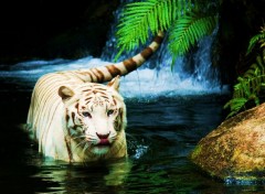  Animals Tigre blanc