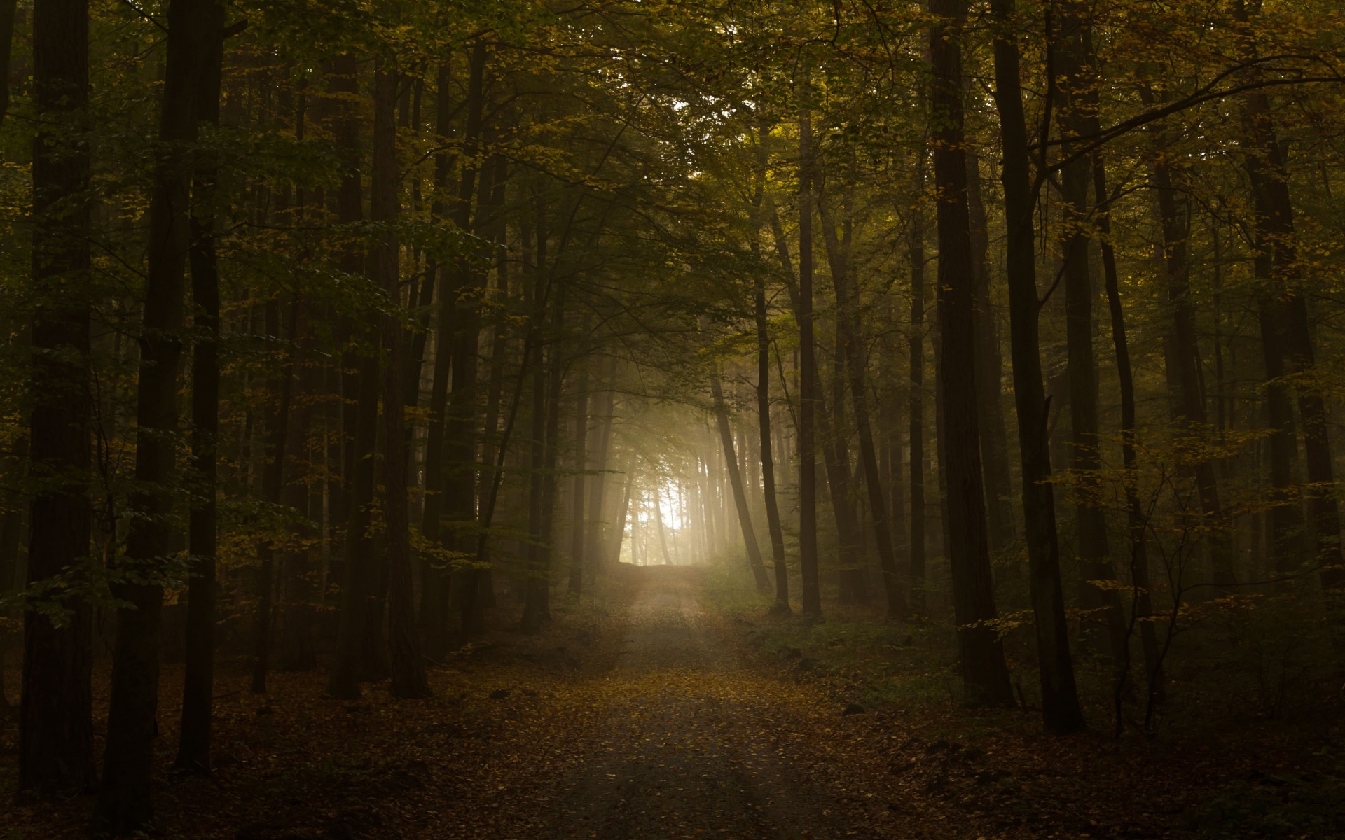 Fonds d'cran Nature Arbres - Forts 