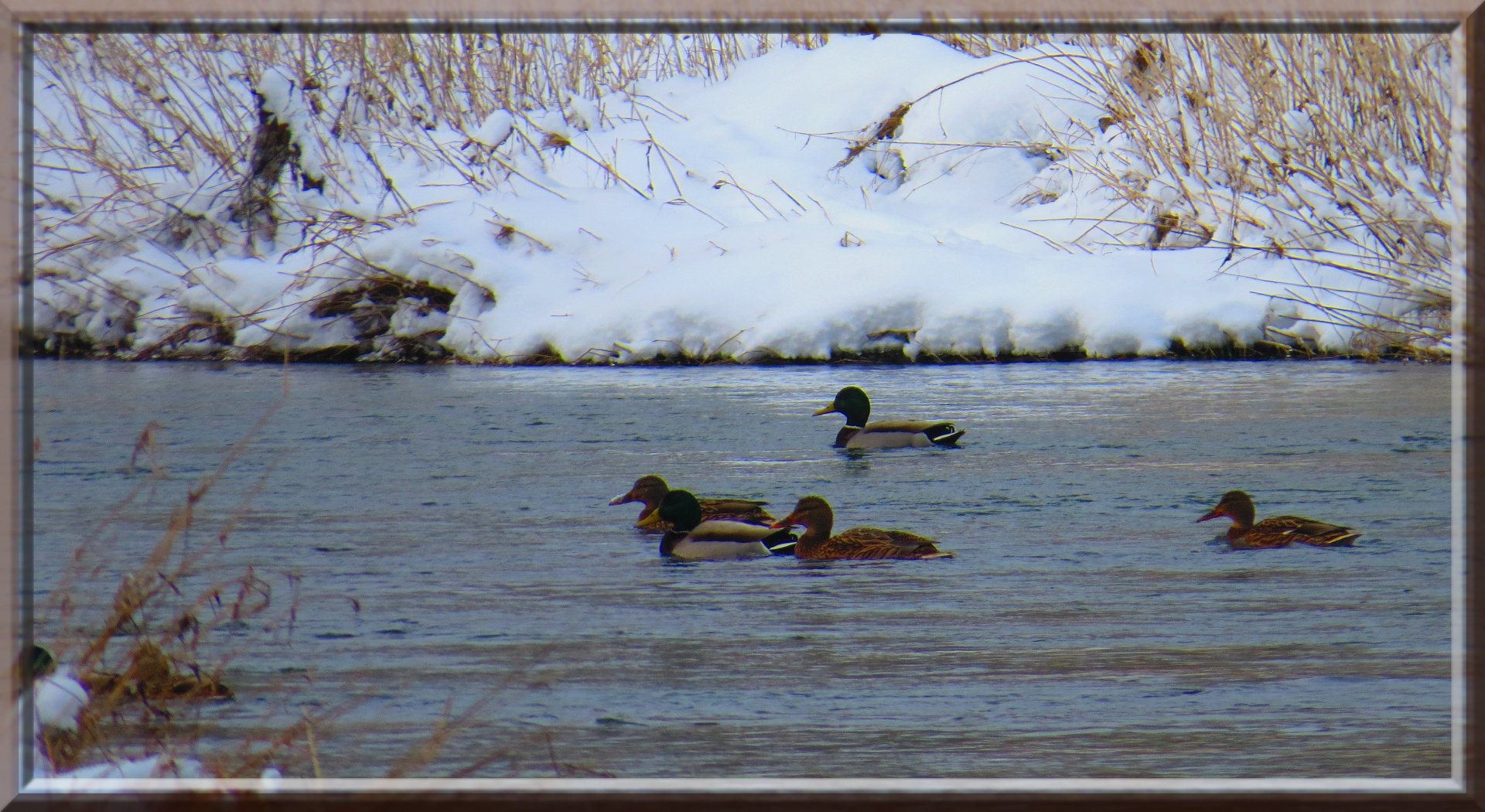 Fonds d'cran Animaux Oiseaux - Canards 