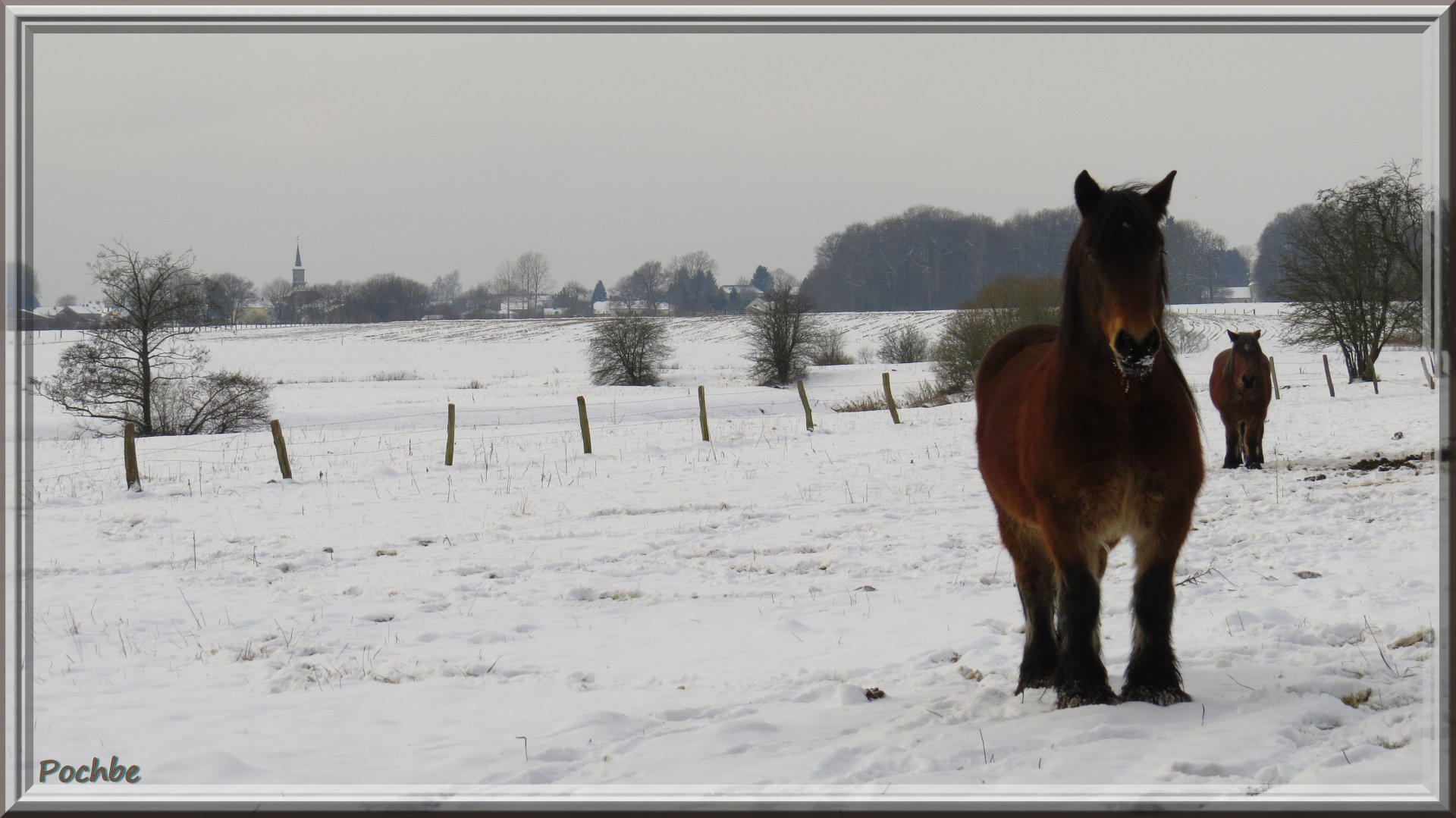 Fonds d'cran Animaux Chevaux 