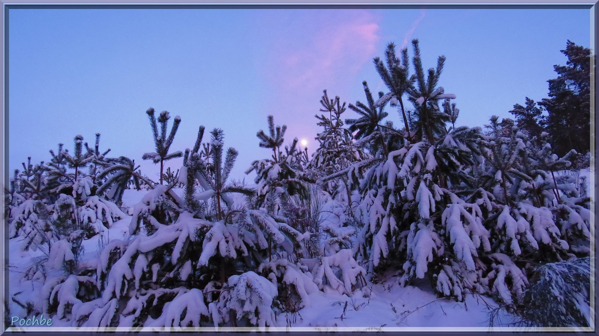 Fonds d'cran Nature Arbres - Forts 