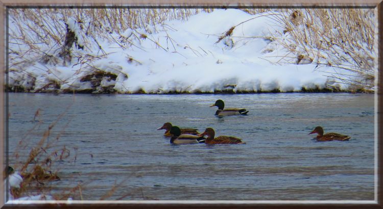 Fonds d'cran Animaux Oiseaux - Canards Wallpaper N329757