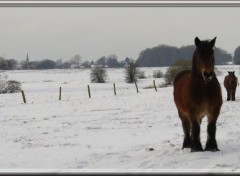  Animaux Image sans titre N329758