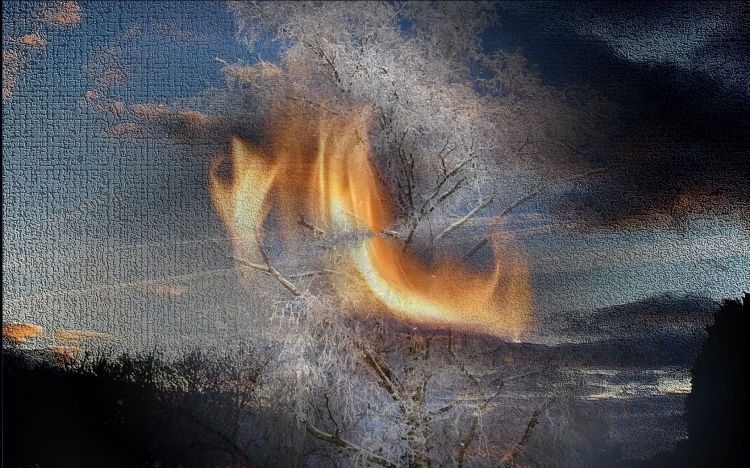 Wallpapers Digital Art Nature - Trees, plants Flamme