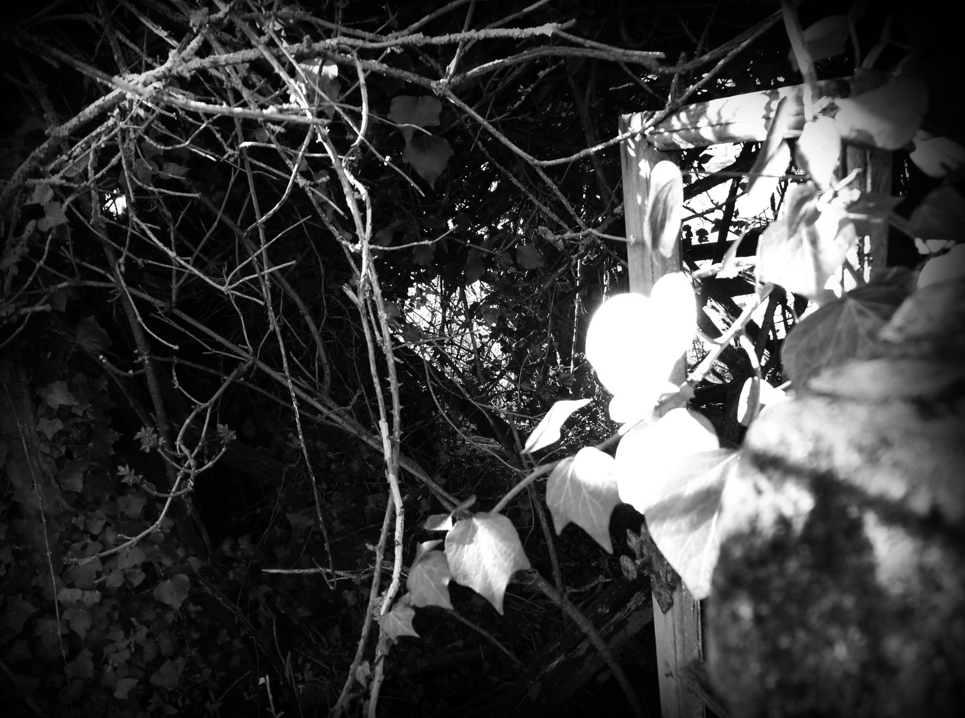 Fonds d'cran Nature Arbres - Forts Petite session dans une forêt du calvados