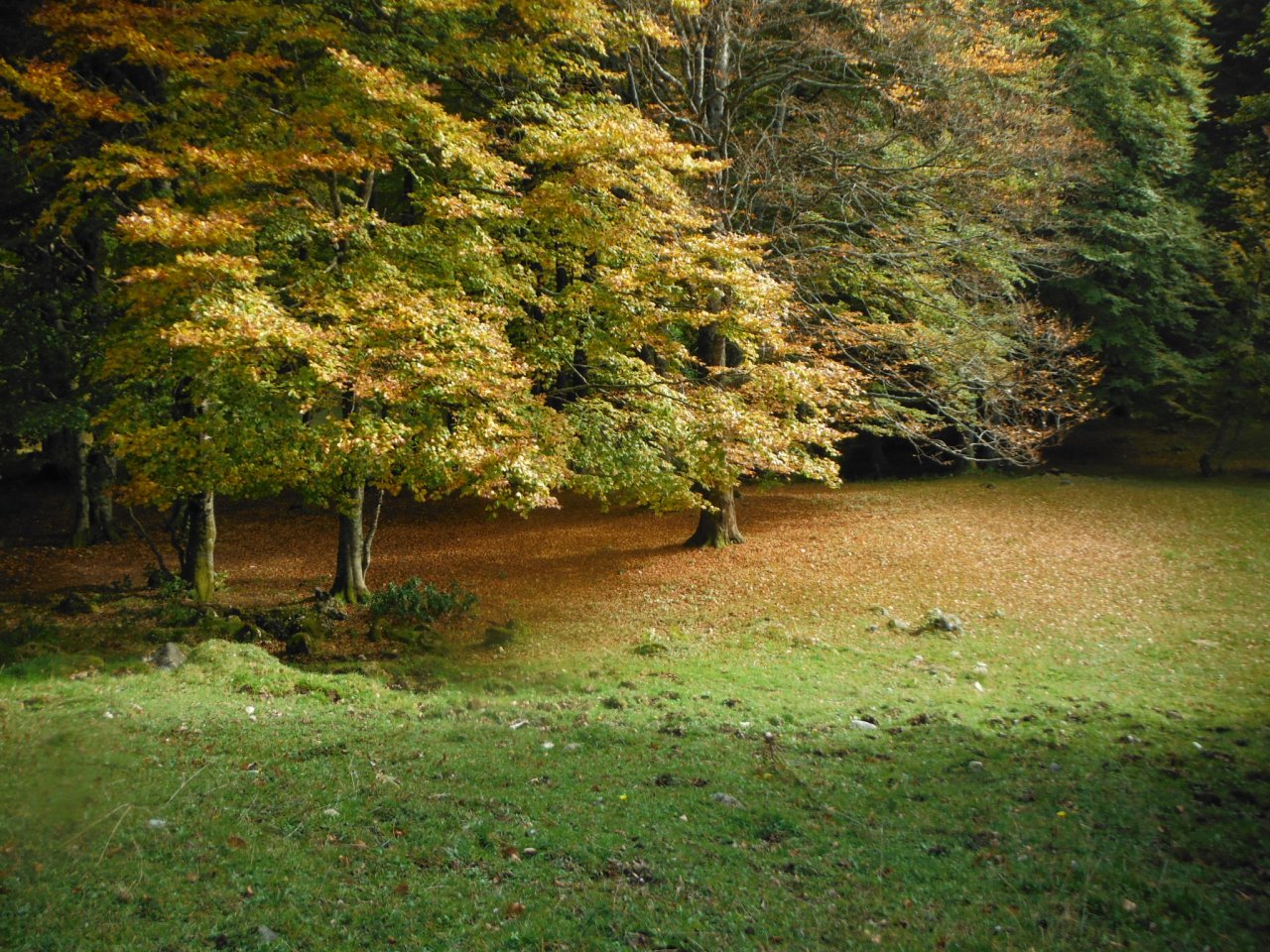 Fonds d'cran Nature Arbres - Forts 