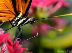  Animaux Papillons d'Hunawhir