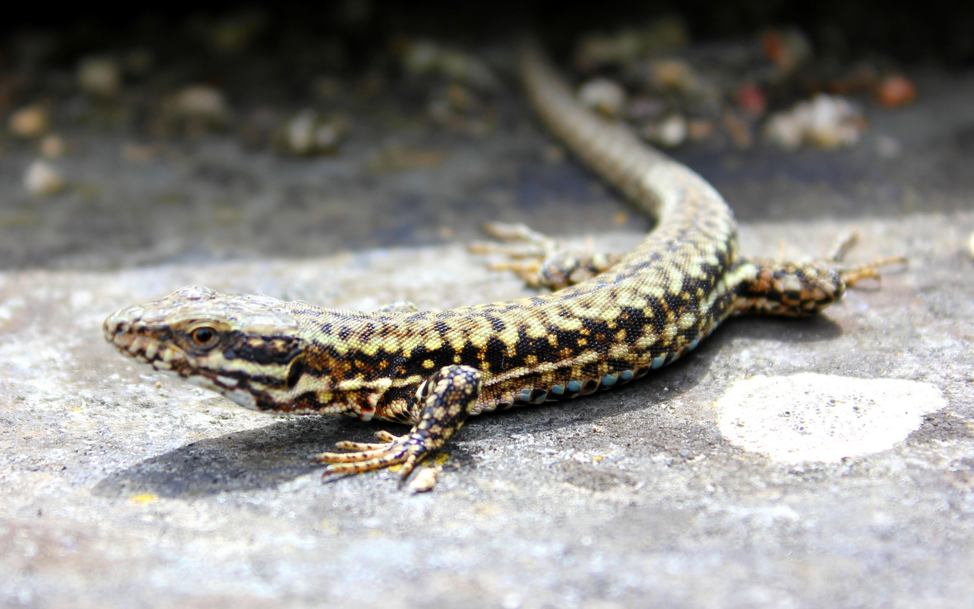 Fonds d'cran Animaux Lzards - Iguanes Lzarder au Soleil